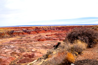 Petrified Forest/Painted Desert