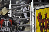 Wicked Bull