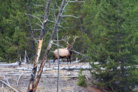 Montana/Wyoming October 2017 - Day 3